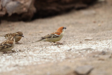 Sparrow on field