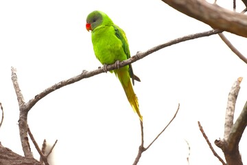 Slay parakeet