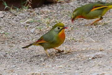 Colourful bird in the Jungle