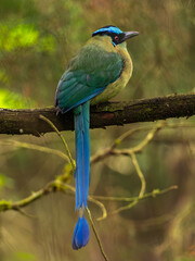 Andean motmot (momotus aequatorialis) photographed in Antioquia, Colombia.