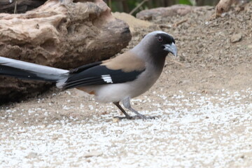 Treepie in the Jungle