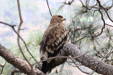Eagle in the jungle