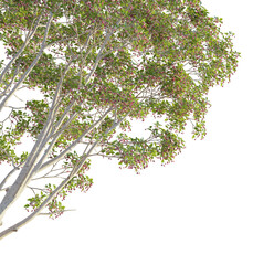 Lagerstroemia micrantha tree corner 4k png cutout transparent background