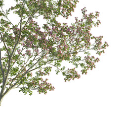 Lagerstroemia micrantha tree corner 4k png cutout transparent background