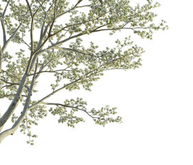 Cornus florida tree corner 4k png cutout transparent background