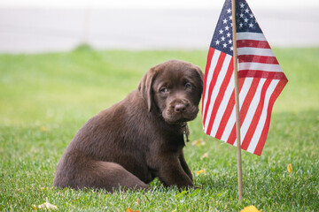 Patriotic Puppy 