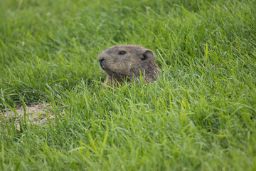 Groundhog having a Peak