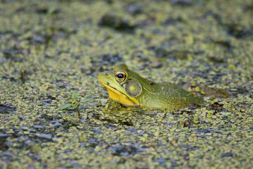 Green Frog in the Swamp