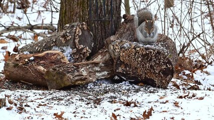Sciurus carolinensis - Eastern Grey Squirrel, fluffy gray rodent looking for food in the forest litter in the forest in the suburbs of New Jersey, USA