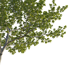 Davidia involucrata tree corner 4k png cutout transparent background