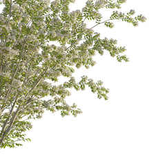Obraz premium Kolkwitzia amabilis tree corner 4k png cutout transparent background