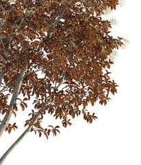 Oxydendrum arboreum tree autumn corner 4k png cutout transparent background