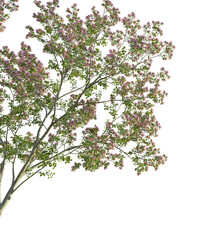 Lagerstroemia micrantha tree corner 4k png cutout transparent background isolate