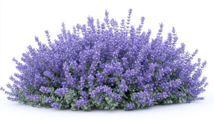 Naklejka premium Purple lavender bush, isolated on white, garden plant