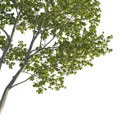 Davidia involucrata tree corner 4k png cutout transparent background