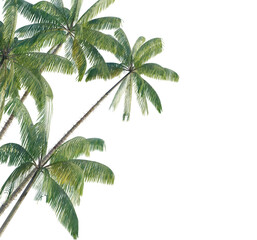 Neolamarckia cadamba tree corner 4k png cutout transparent background