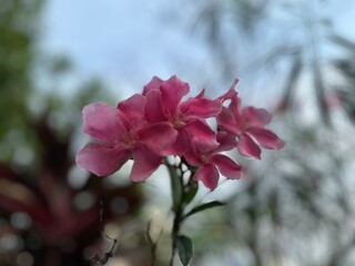 Pink flower