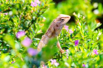 Calotes is a genus of lizards in the draconine clade of the family Agamidae. The genus contains 29 species. Some species are known as forest lizards, others as 