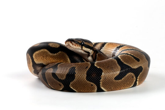 Ball python on a white background