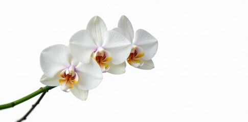 Delicate orchid stem isolated on white background, green leaf, stem, dark