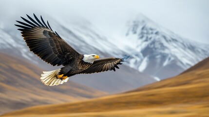 Obraz premium Majestic bald eagle in flight over snow-capped mountains and golden hills.
