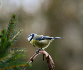 Close-Up of a Blue Tit Sitting on a Twig