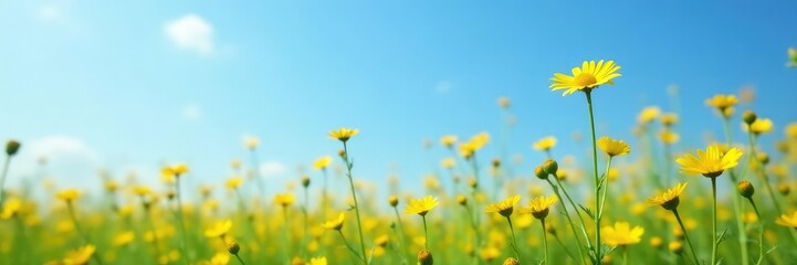 Fototapeta premium Small yellow flowers on tall slender stems against a blue sky, wildflower field, flowers in the background