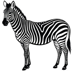 Striped zebra, a wild mammal with black and white stripes isolated on white, cartoon design vector sketch freehand outline hand drawn picture sketchy line art icon sign silhouette illustration