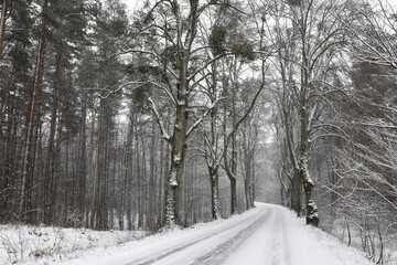 A magical frosty winter in the Polish Warmia region
