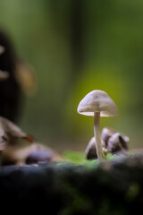 Close up of mushroom  in the autumn forest