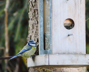 Blue Tit Feeding on Seeds in Nature