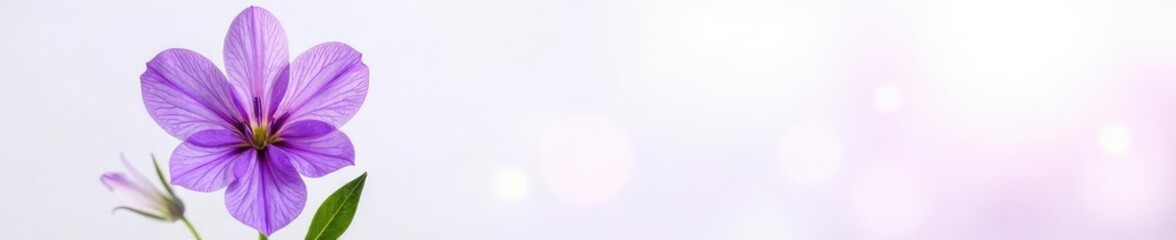 Delicate violet flower with intricate purple details on a white background, garden, nature, flowers