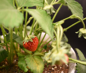 Ripe strawberry in the planter