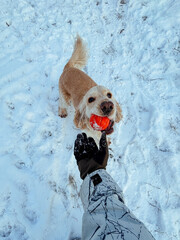 Excited Cocker Spaniel standing in the snow, red ball in mouth, looking at the camera with playful energy. A heartwarming and lively winter scene with a cute dog.