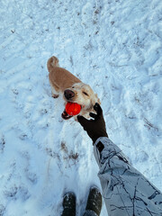 Adorable Cocker Spaniel playing in fresh snow, holding a red ball while looking at the camera. A fun and lively winter moment with an energetic and happy dog.