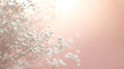 Naklejka premium Delicate Gypsophila Flowers on Soft Pink Background