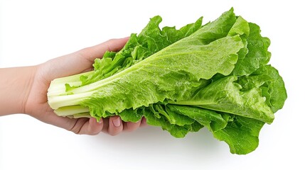Fresh Green Lettuce Held in Hand