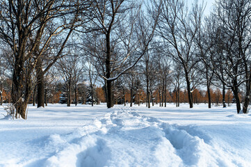 Naklejka premium snow covered trees