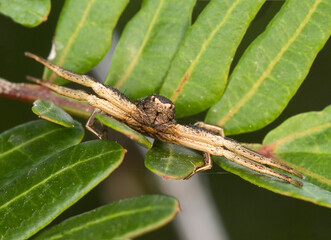 Common crab spider ( Xysticus cristatus). In threatening pose, Ragno (Xysticus cristatus) Sardinia. Italy