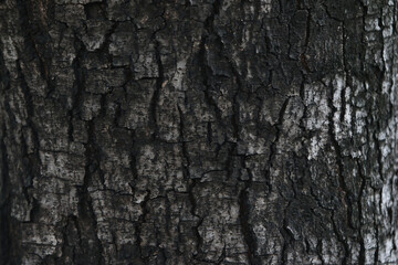 Charred Tree Bark Texture: Close-up view of dark, cracked, and charred tree bark, revealing intricate patterns and textures. Perfect for backgrounds or design elements.