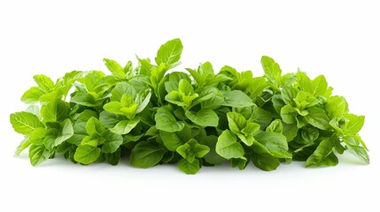 Fresh green mint leaves arranged neatly, showcasing their vibrant color and healthy appearance.