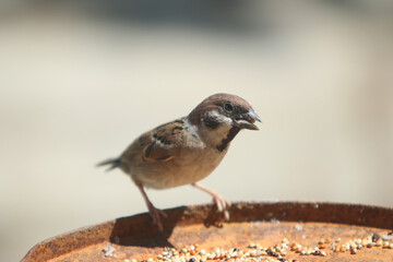 Sparrow Feeding: A small, brown sparrow perches on a rusty surface, its beak full of seeds.  Close-up view of this common garden bird enjoying its meal. 
