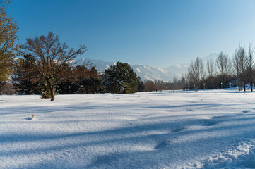 snow covered trees
