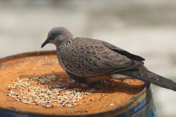 Dove on Rusty Barrel: A close-up of a speckled dove perched on a rusty barrel, its head tilted inquisitively as it pecks at scattered birdseed, creating a scene of peaceful, everyday urban wildlife.