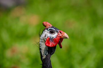 Portr&auml;t eines Hemperlhuhns &mdash;Nahaufnahme 