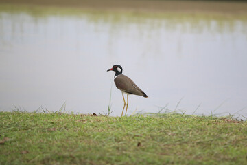 Red-wattled Lapwing by the Water: A red-wattled lapwing stands alert by the tranquil waters' edge.