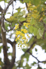 Golden Shower Tree Blossoms: Close-up view of vibrant yellow flowers of a Golden Shower Tree (Cassia fistula) hanging from the branches, showcasing their delicate beauty.