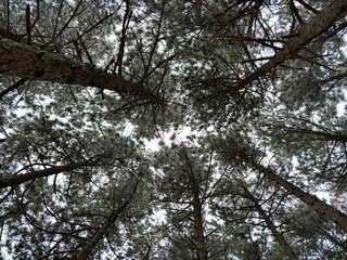 trees in the sky