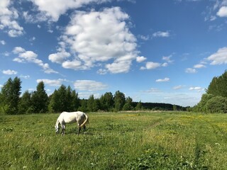 White wild horse smoking weed in a field on a sunny summer day 