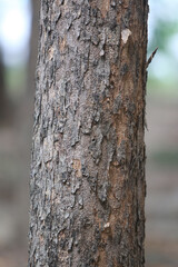 Tree Bark Texture: A close-up image showcasing the intricate details and unique texture of a tree trunk. Capturing the natural beauty and patterns found in the bark of trees.
